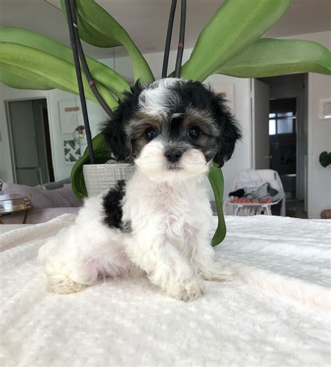 We&x27;ve connected loving homes to reputable breeders since 2003 and we want to help you find the puppy your whole family will love. . Puppies for sale in new york